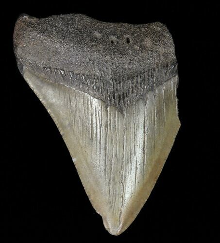 Partial, Megalodon Tooth - Georgia #61659